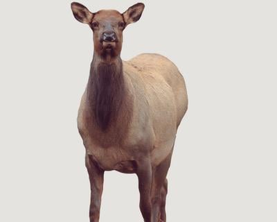 Eichler Elk Decoy